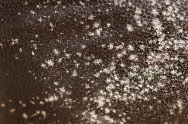 Forma Czarnej Kanapie Grzyb Czarnym Tle Bakterie Czarnej Powierzchni Wzrost — Zdjęcie stockowe
