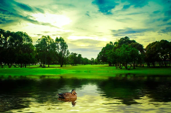 Pato en el agua — Foto de Stock