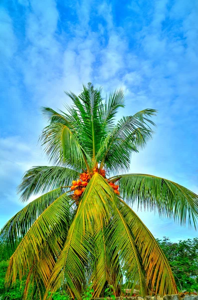 Paesaggio con albero di cocco — Foto Stock