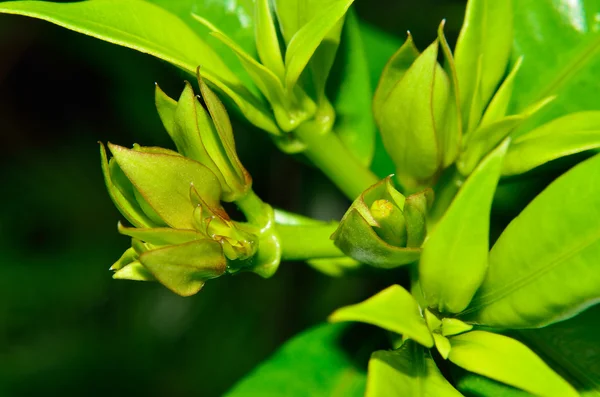 Mooie bloemen — Stockfoto