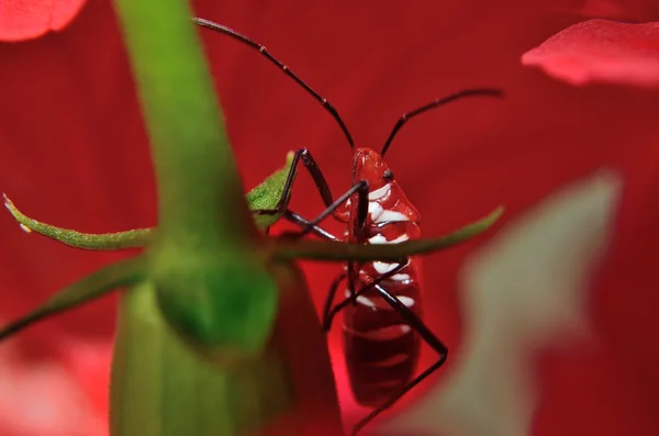 Insect op de hibiscus bloem — Stockfoto