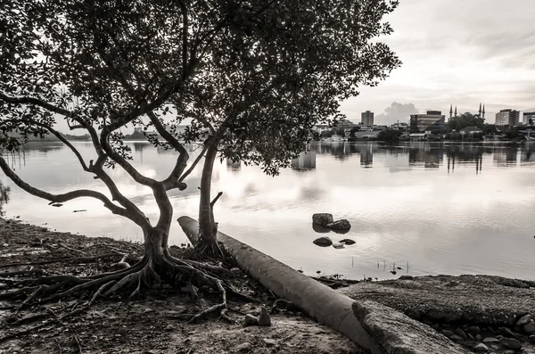 Albero vicino al fiume — Foto Stock