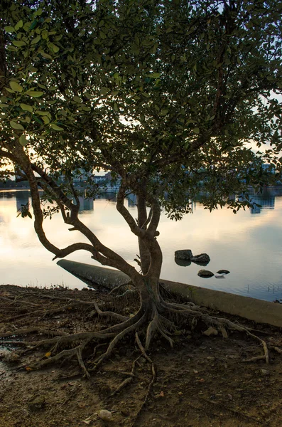 Arbre près de la rivière — Photo