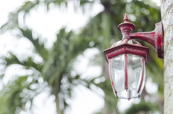 Classic Lamp on the tree — Stock Photo, Image