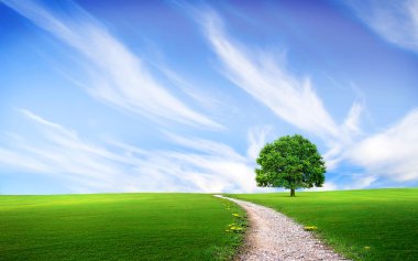 ağaç yolu yakınında yeşil çim