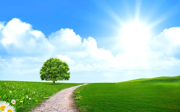 ağaç yolu yakınında yeşil çim