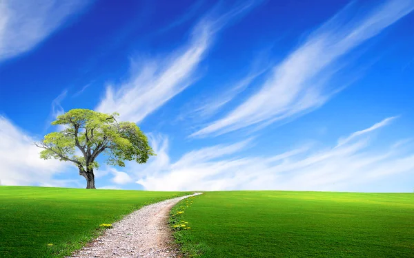 Árbol en la hierba verde cerca del camino — Foto de Stock