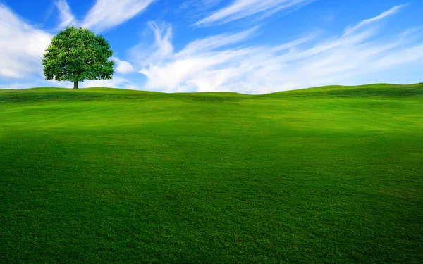 Árbol en el campo verde — Foto de Stock