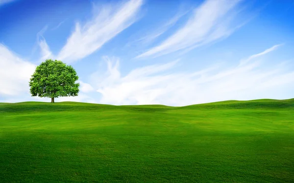 Árbol en el campo verde — Foto de Stock