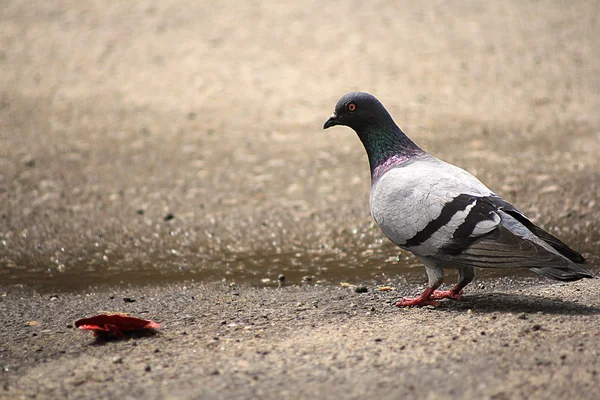 Pombo de rua — Fotografia de Stock