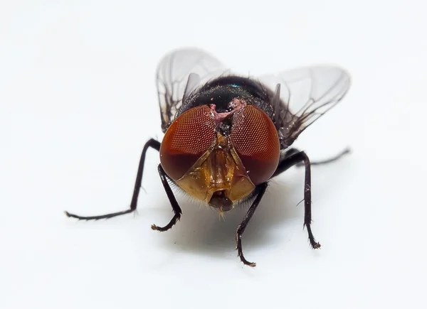 Bluebottle sinek — Stok fotoğraf
