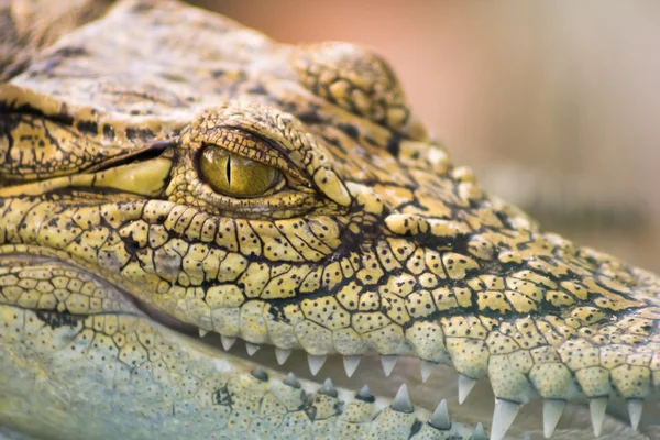 Krokodil öppna mun — Stockfoto