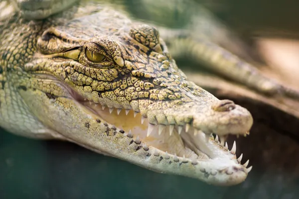 Krokodil öppna mun — Stockfoto