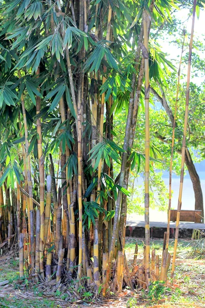 Bambu no jardim do parque — Fotografia de Stock