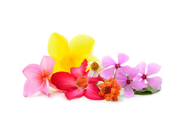 Essence oil with zen stones — Stock Photo, Image