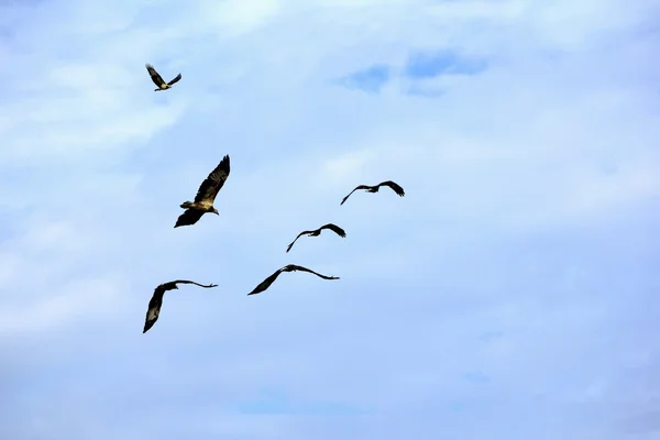 Летящий орёл на голубом небе — стоковое фото