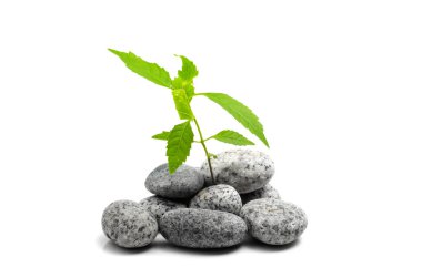 Young sprout of green plant growing on stones, isolated on a white background. clipart