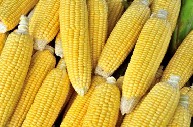 taze organik mısır