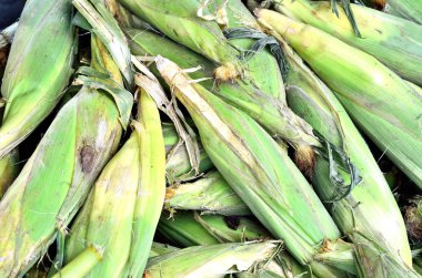 taze organik mısır