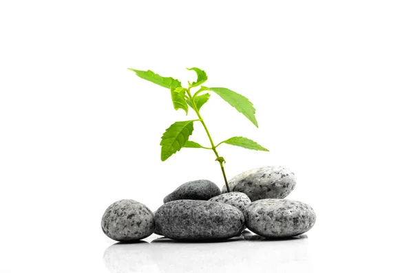 Broto jovem de planta verde crescendo em pedras, isolado em um fundo branco . — Fotografia de Stock