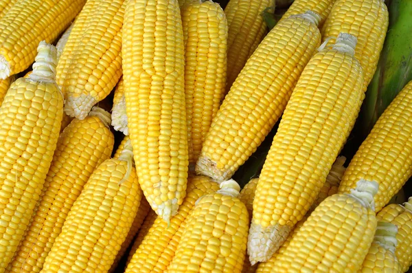 新鲜有机玉米 — 图库照片