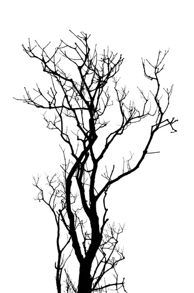 葉のない木の枝の抽象的な背景。黒と白 ストック画像
