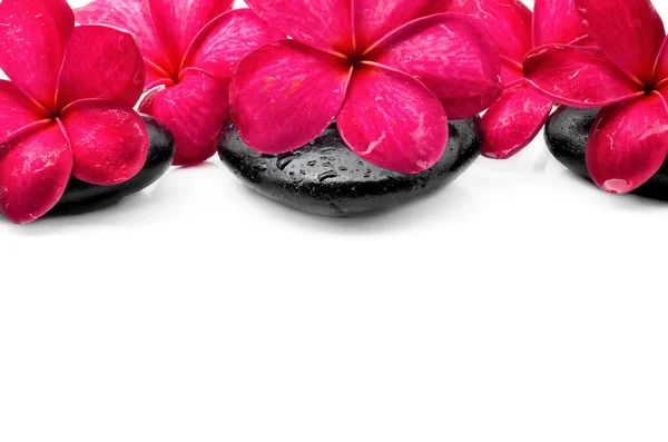 Beautiful Frangipani flowers with zen stone — Stock Photo, Image