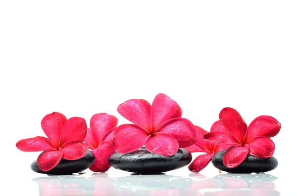 Zen stones with frangipani flower — Stock Photo, Image