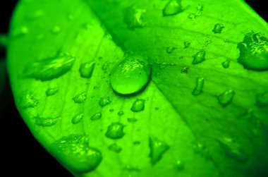 yeşil yaprak düşen su damlası