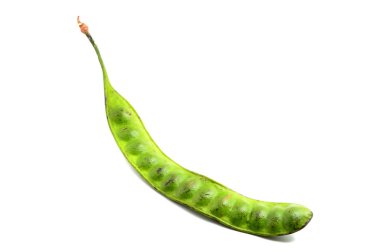 Beyaz arka plan üzerinde Parkia speciosa