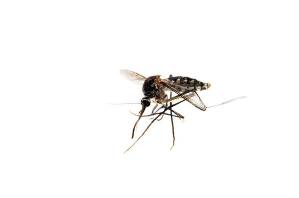 Mosquito aislado sobre fondo blanco. Primer plano extremo — Foto de Stock