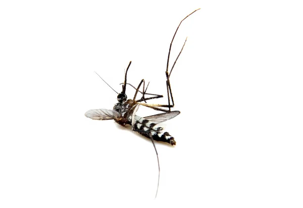 Mosquito isolado sobre fundo branco. Extremo close-up — Fotografia de Stock