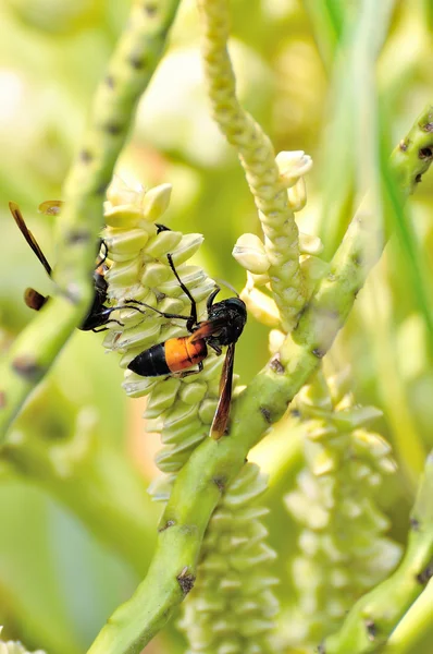 黄蜂或蜂翅猪毛菜是攻击性强的昆虫 — 图库照片
