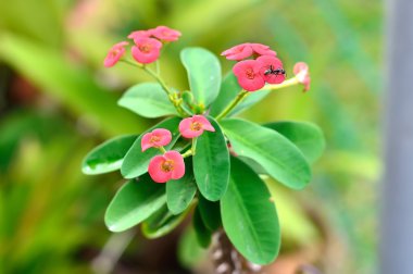 Karınca Pembe çiçek