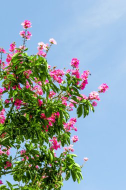 Pembe çiçek çiçek