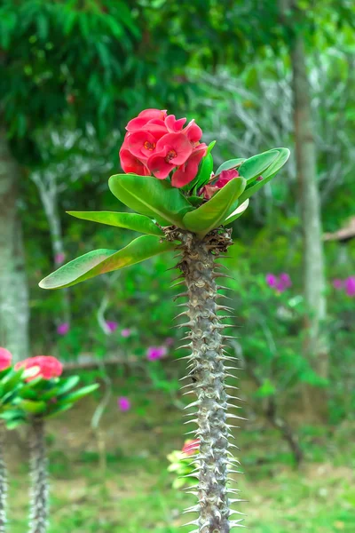 Euphorbia milii plant — Stockfoto