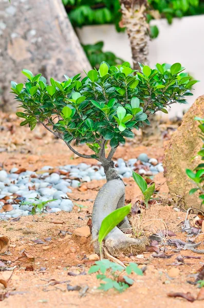 Pequeño árbol de Bonsai — Foto de Stock