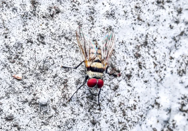 蝇苍蝇 — 图库照片