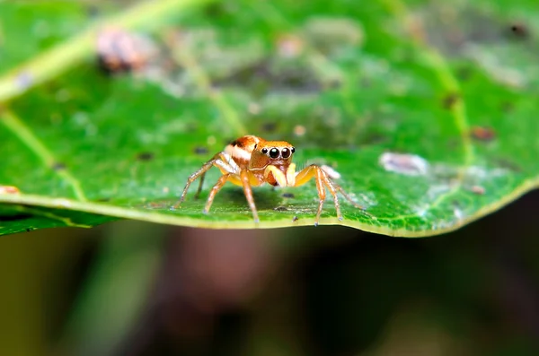 Spin zat op groen blad — Stockfoto