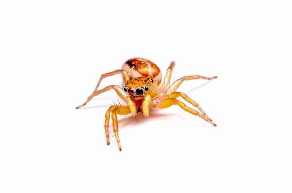 Spider da vicino — Foto Stock