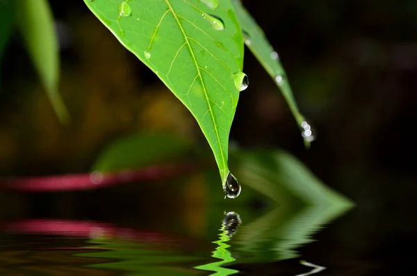 Goutte d'eau tombant de la feuille verte — Photo