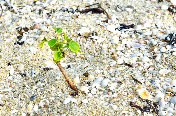 Małe rośliny na piasku — Zdjęcie stockowe