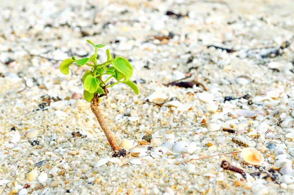 Małe rośliny na piasku — Zdjęcie stockowe