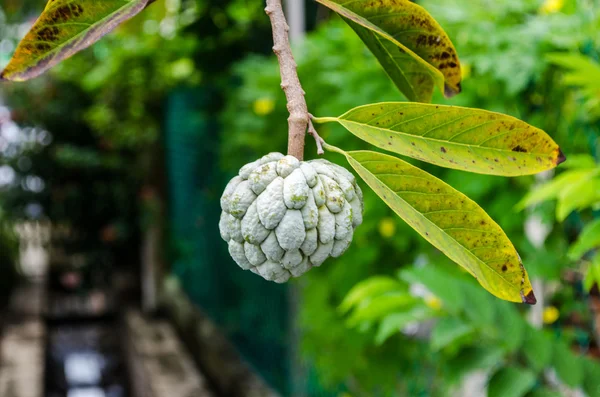 Custard apple fruit, Annona squamosa — Stock Photo, Image