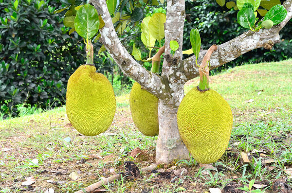 Джекфруты на дереве
