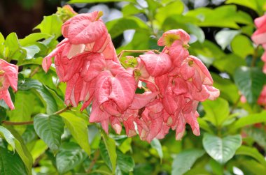 Pembe Mussaenda çiçekler