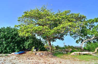 Büyük ağaç plaja yakın