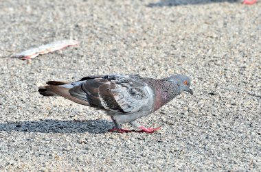 Güvercinler ve güvercin