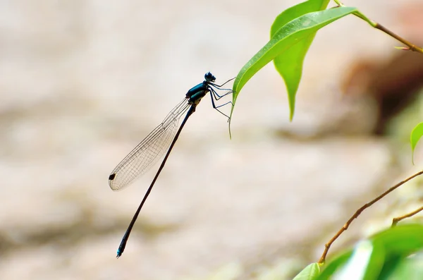 Dragonfly close-up — Stockfoto