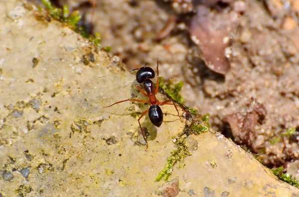 La hormiga de madera roja (Formica Rufa). Cierre con DOF poco profundo . —  Fotos de Stock